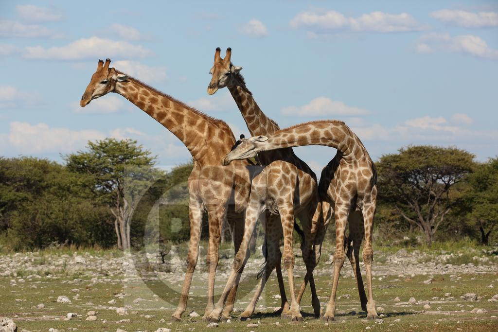 Le Gallerie Luxury Accommodation Graskop Luaran gambar
