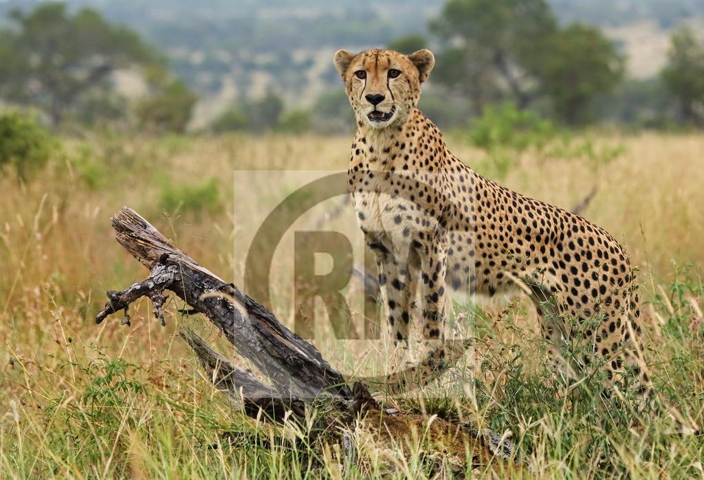 Le Gallerie Luxury Accommodation Graskop Luaran gambar